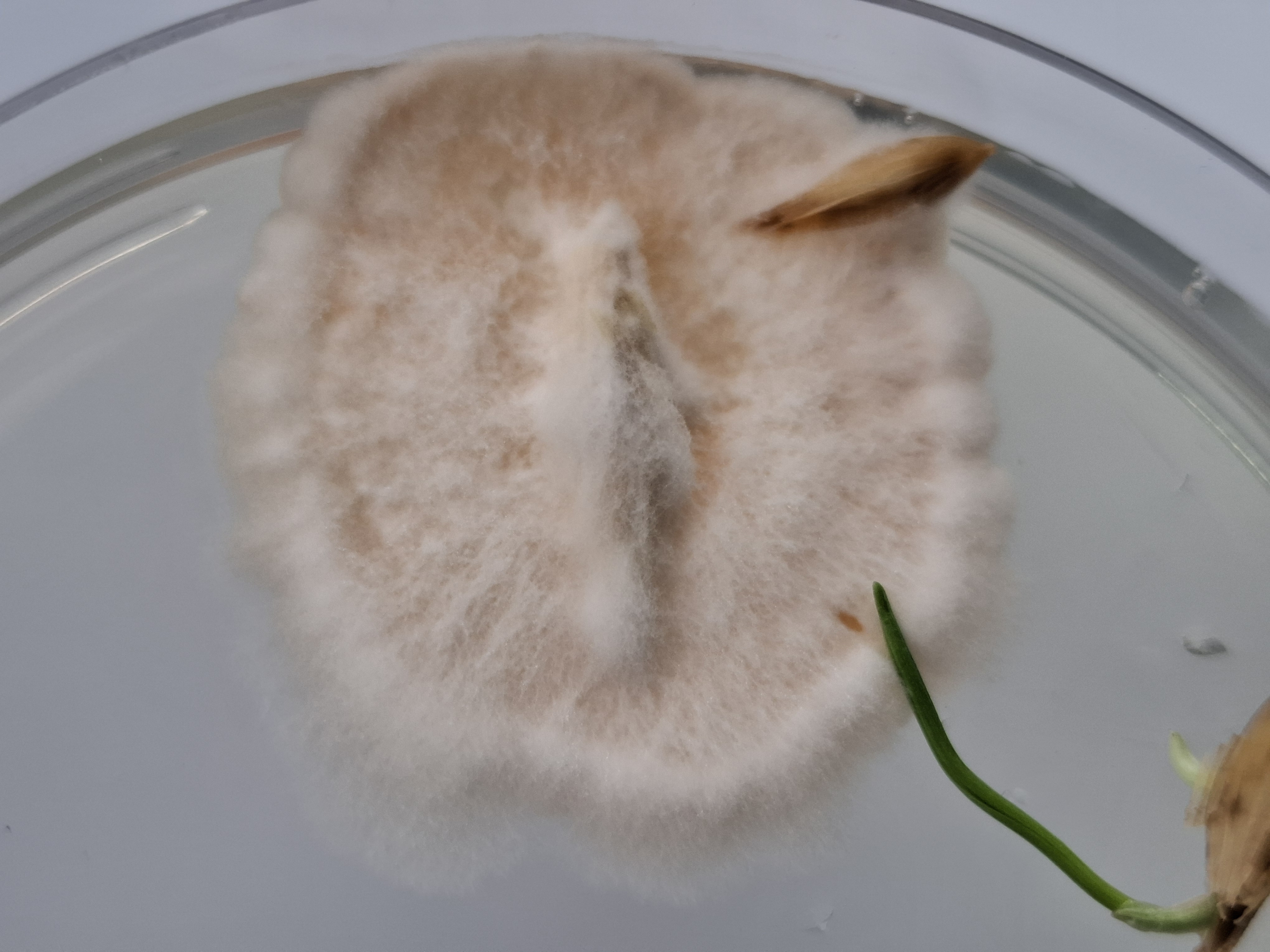Fusarium