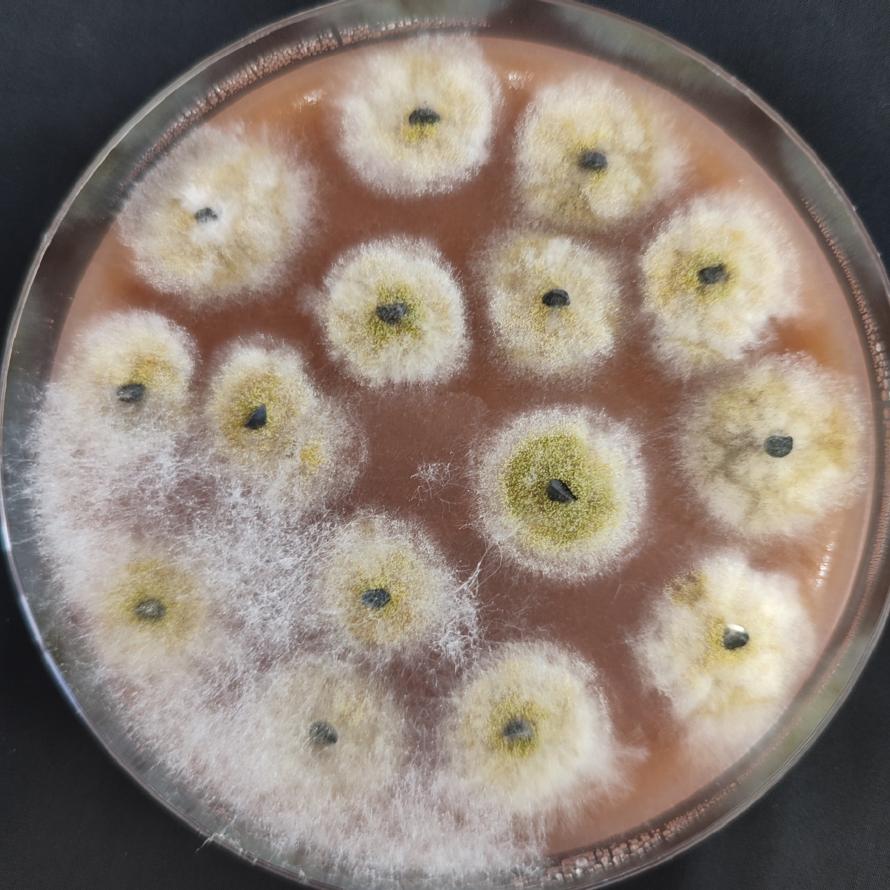 Aspergillus flavus