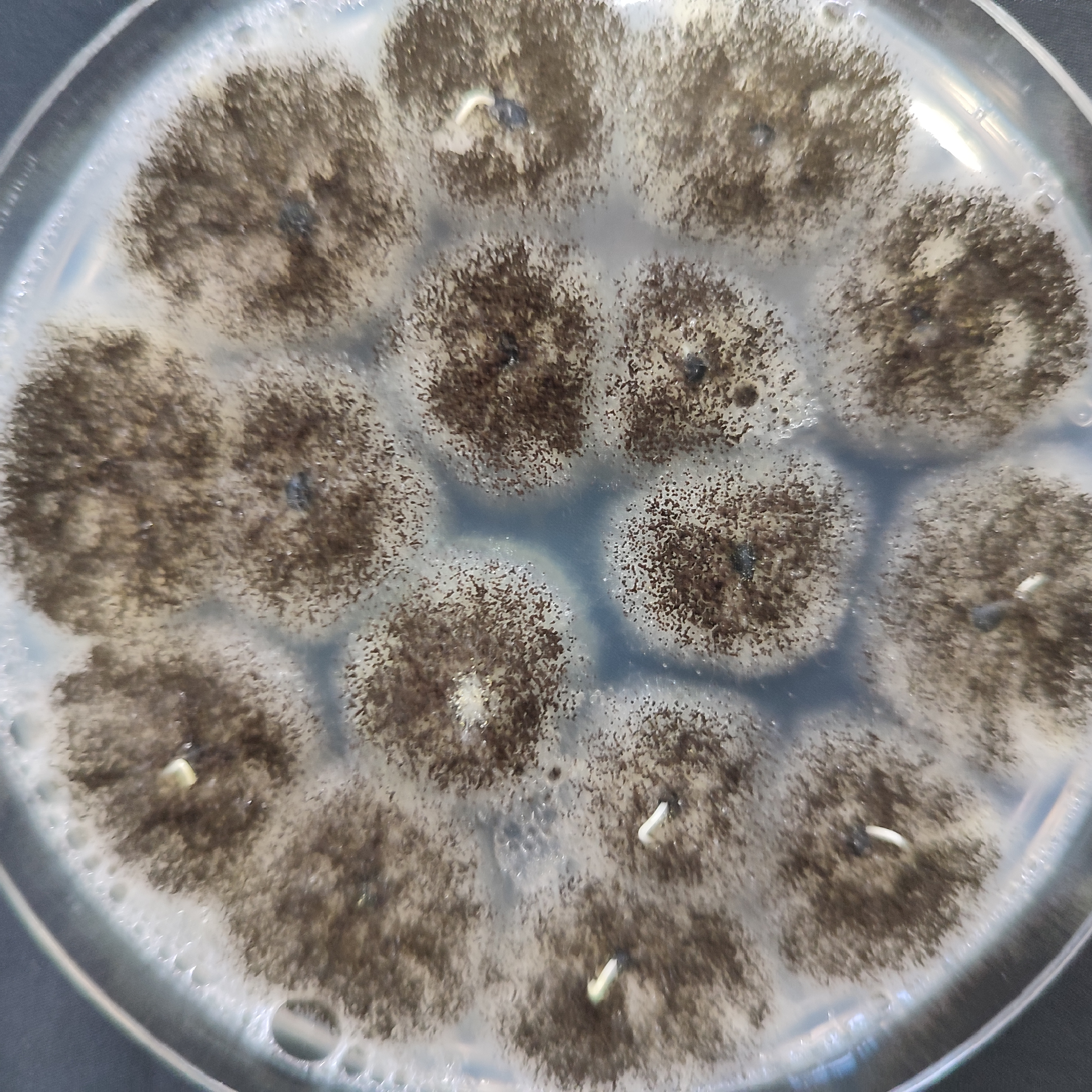 Aspergillus niger