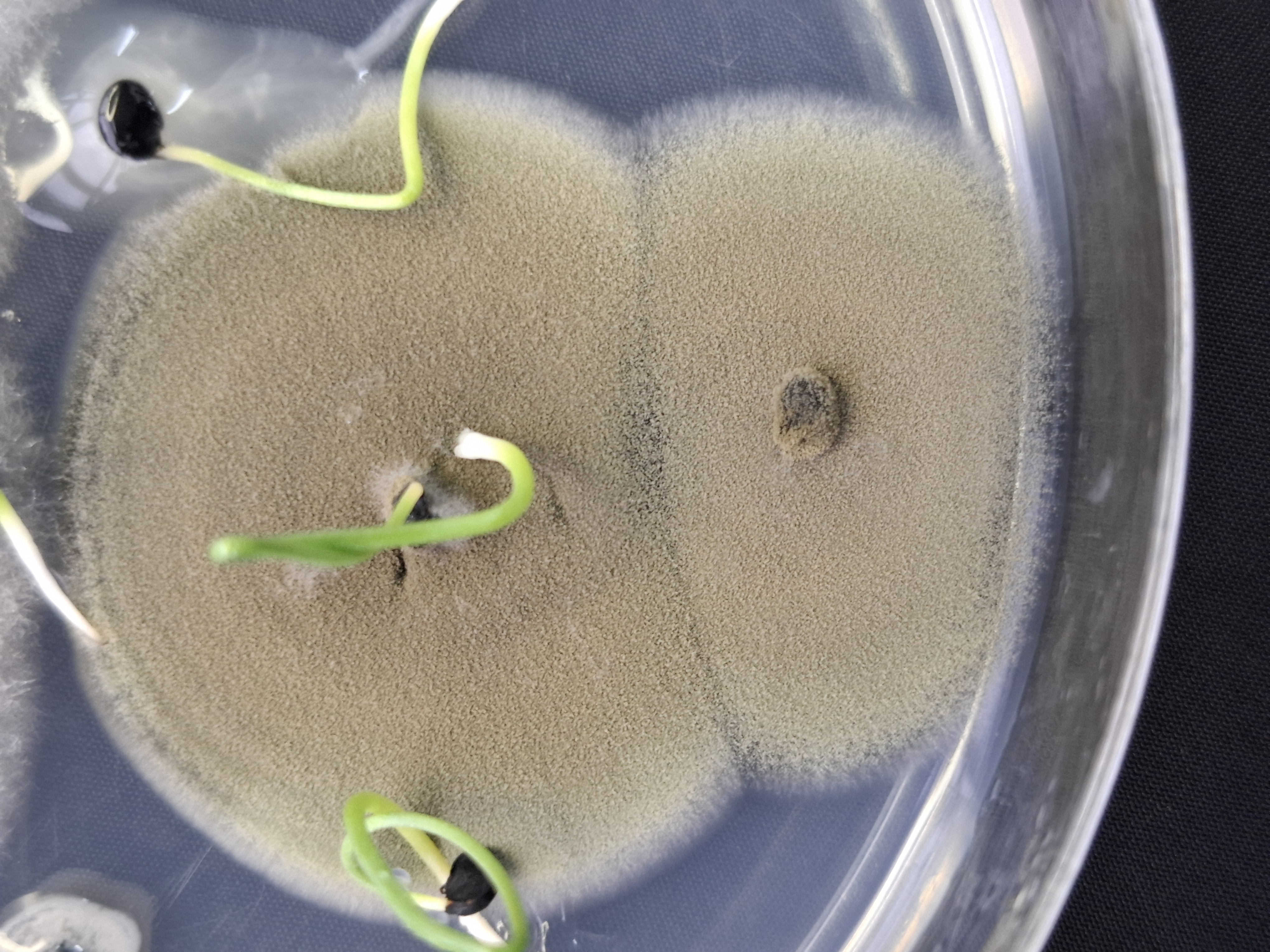 Cladosporium