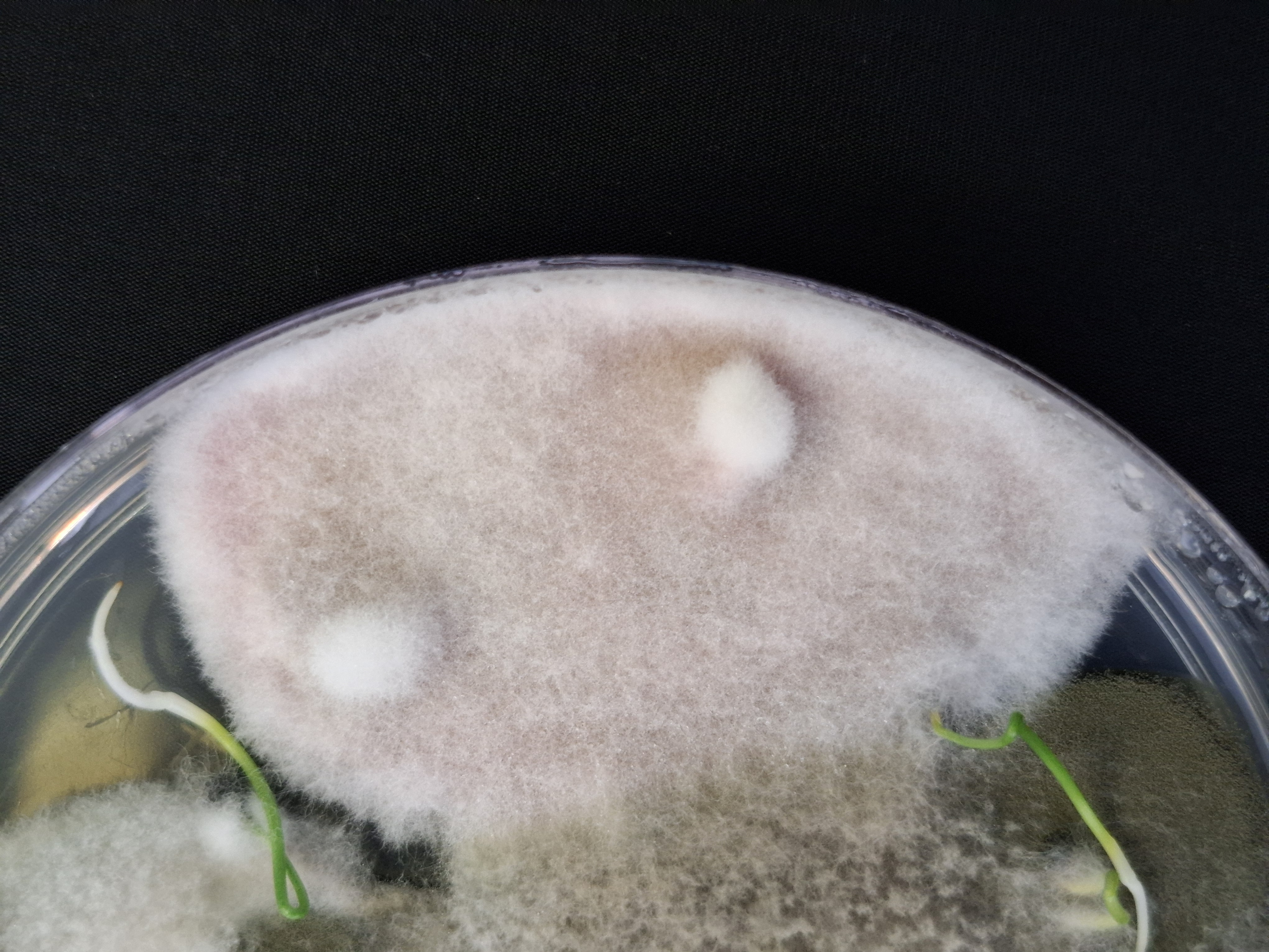 Fusarium