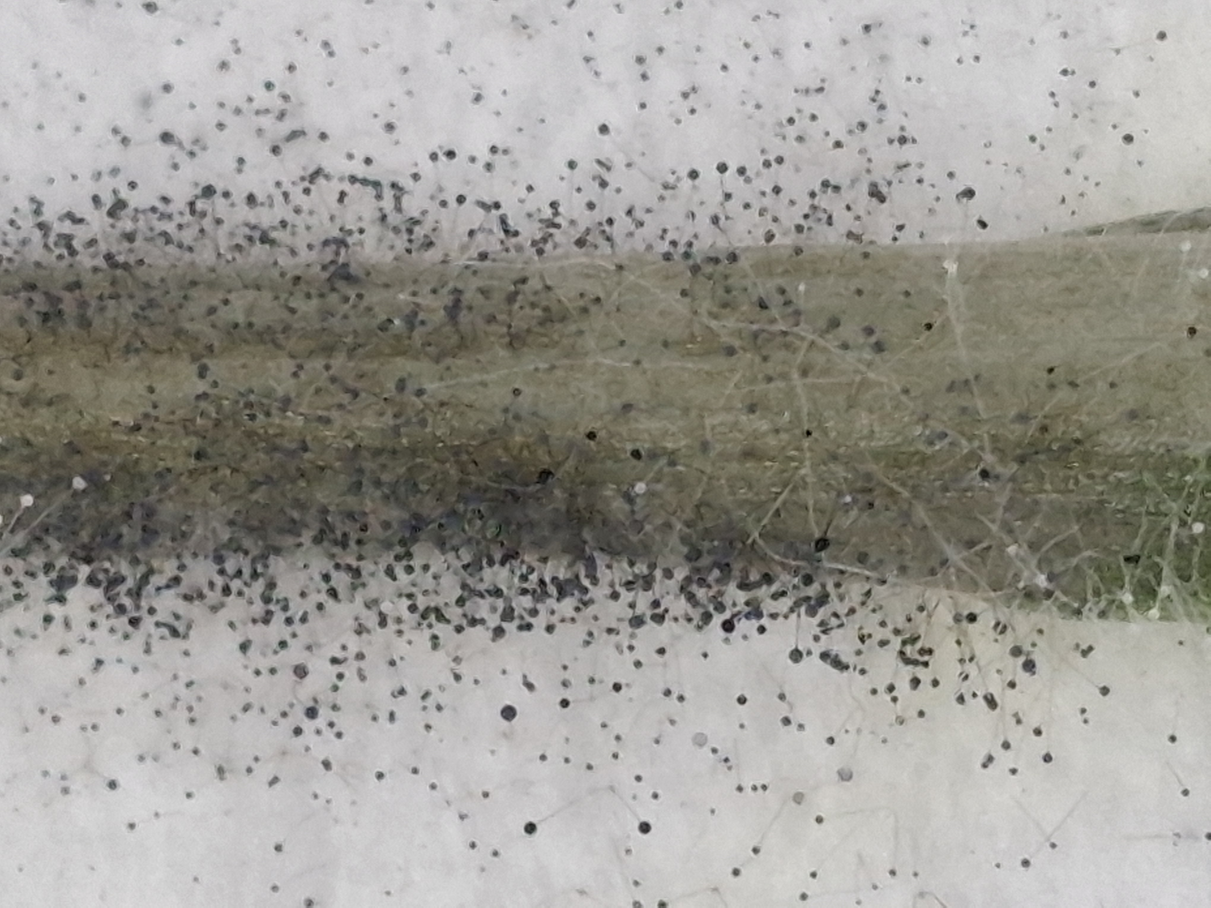 Podridão de rhizopus