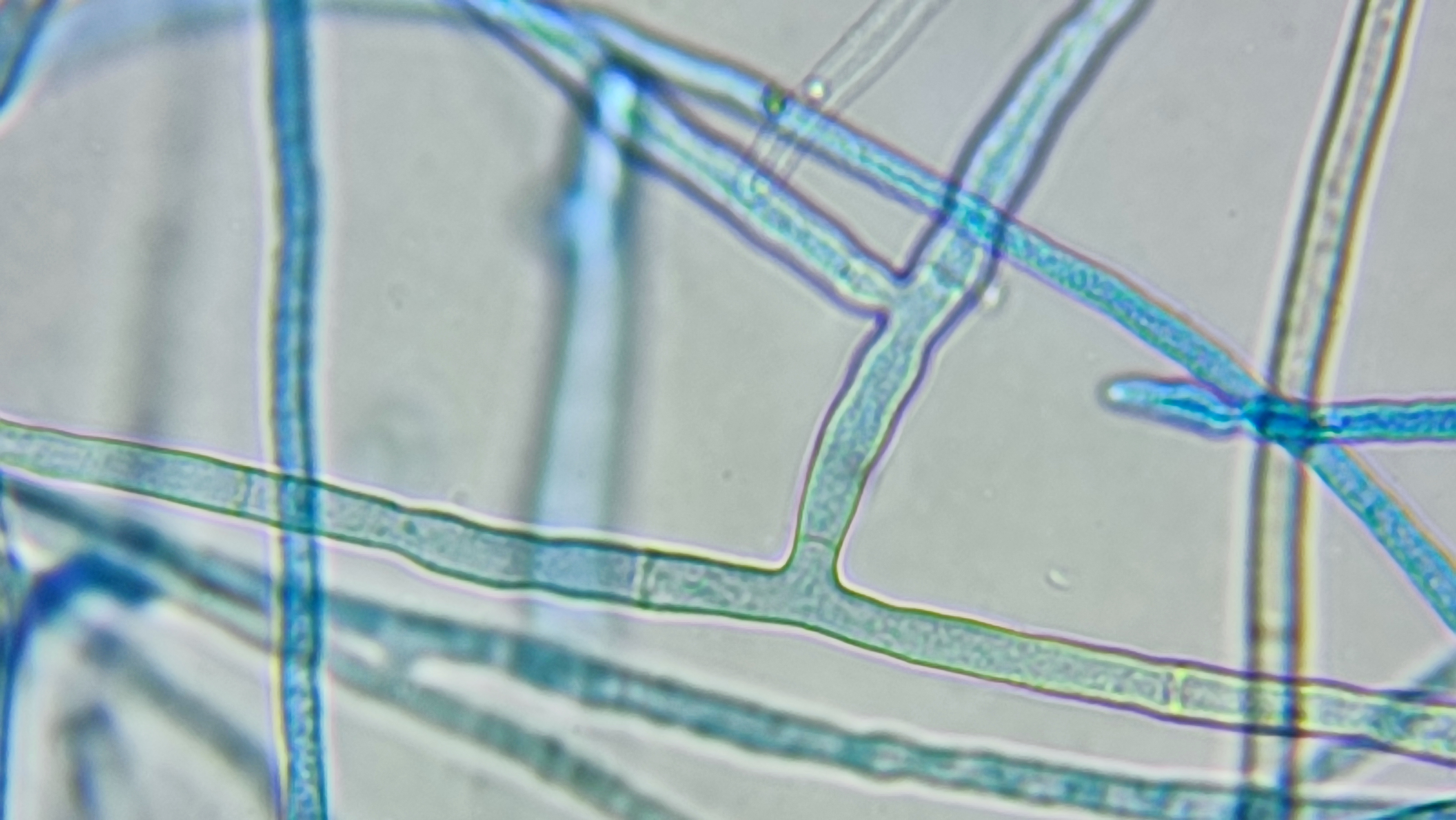 Rhizoctonia