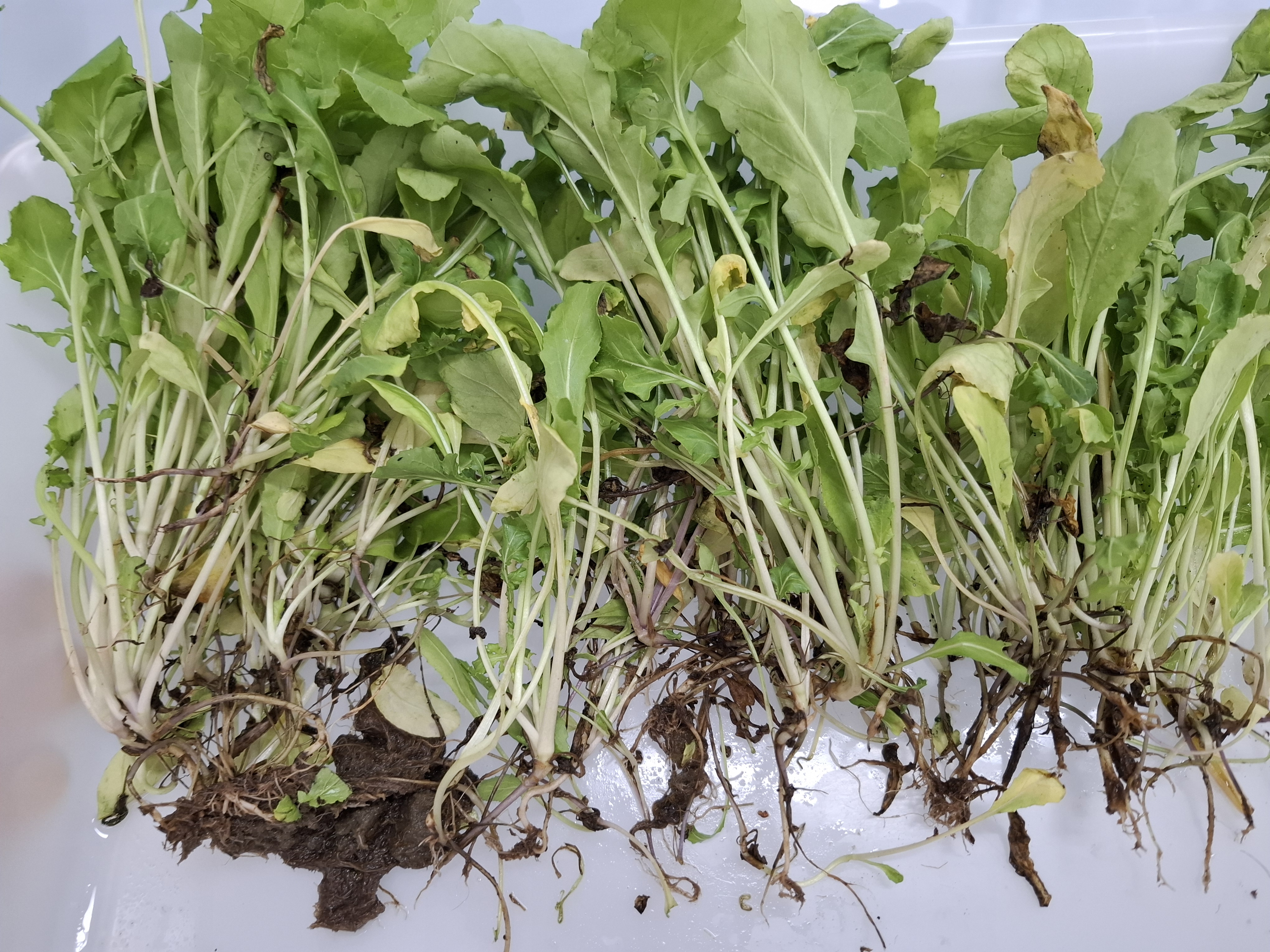 Podridão de raiz por Pythium
